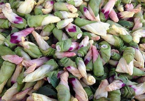 黄秋葵花茶怎么喝 食用禁忌有哪些