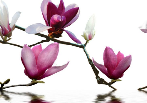 玉兰花一般什么时候开 花茶怎么做