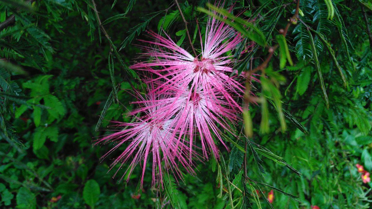 見(jiàn)過(guò)合歡樹(shù)開(kāi)花嗎？ 合歡樹(shù)花