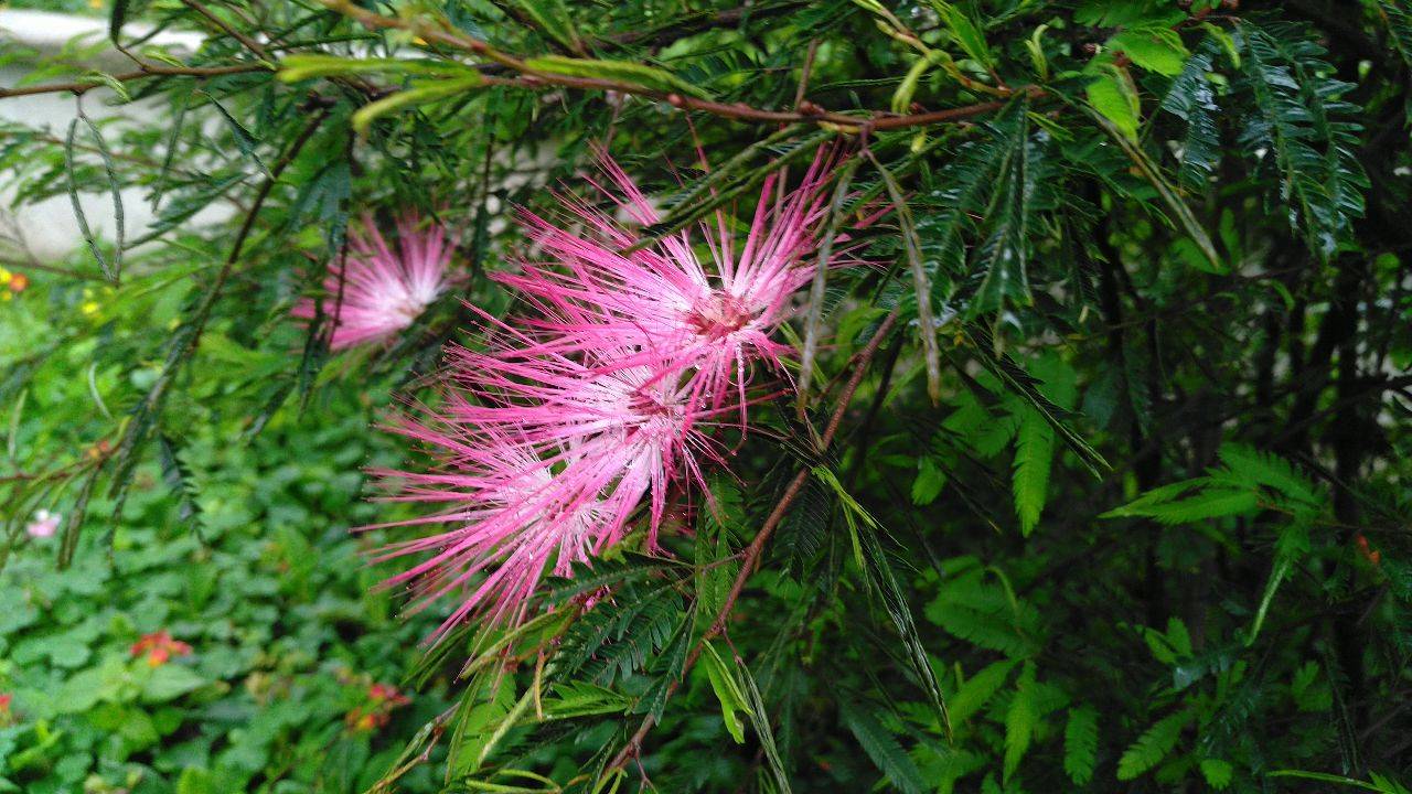 見(jiàn)過(guò)合歡樹(shù)開(kāi)花嗎？ 合歡樹(shù)花