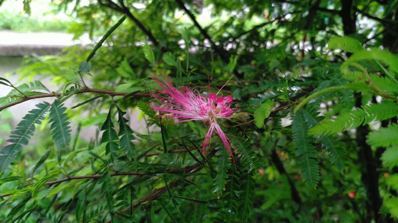 見(jiàn)過(guò)合歡樹(shù)開(kāi)花嗎？ 合歡樹(shù)花