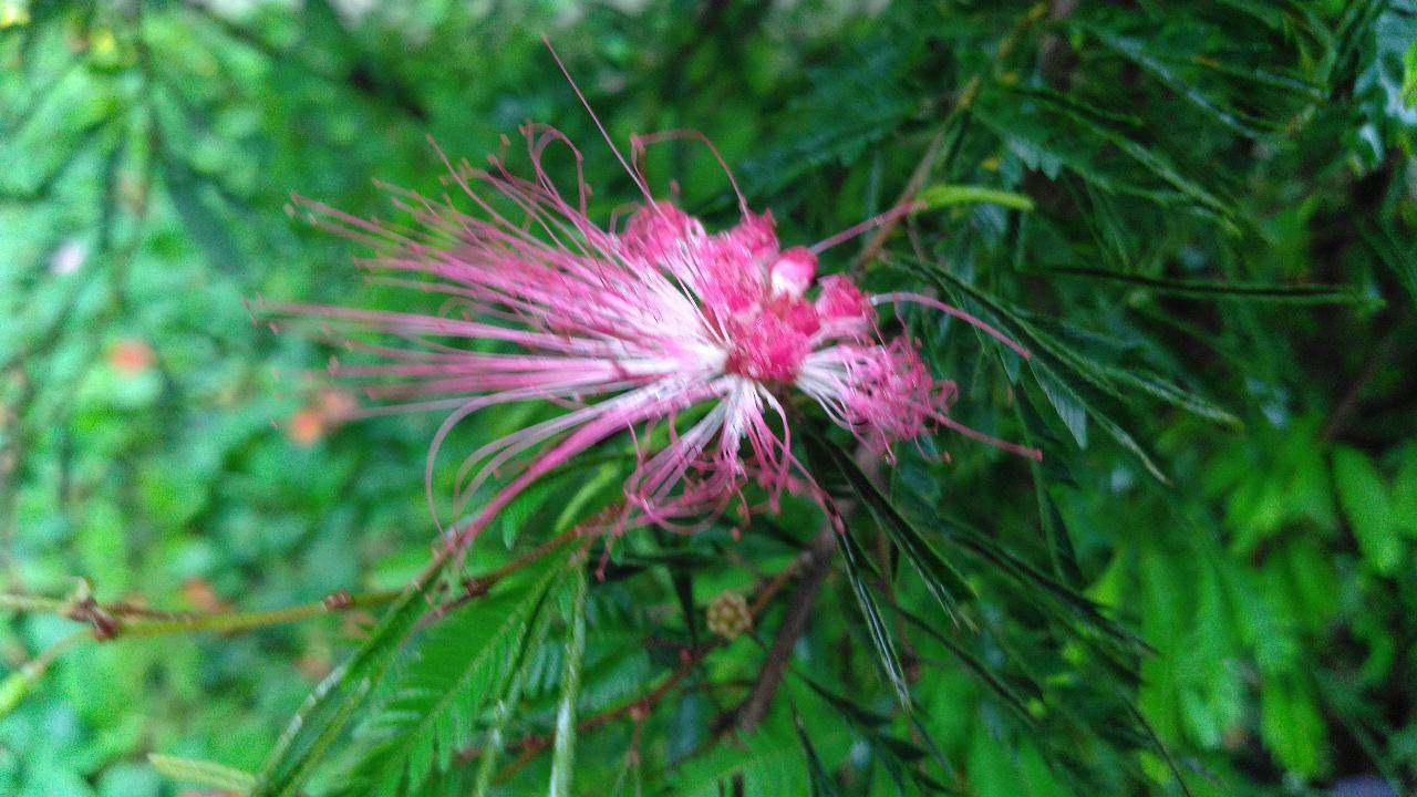 見(jiàn)過(guò)合歡樹(shù)開(kāi)花嗎？ 合歡樹(shù)花