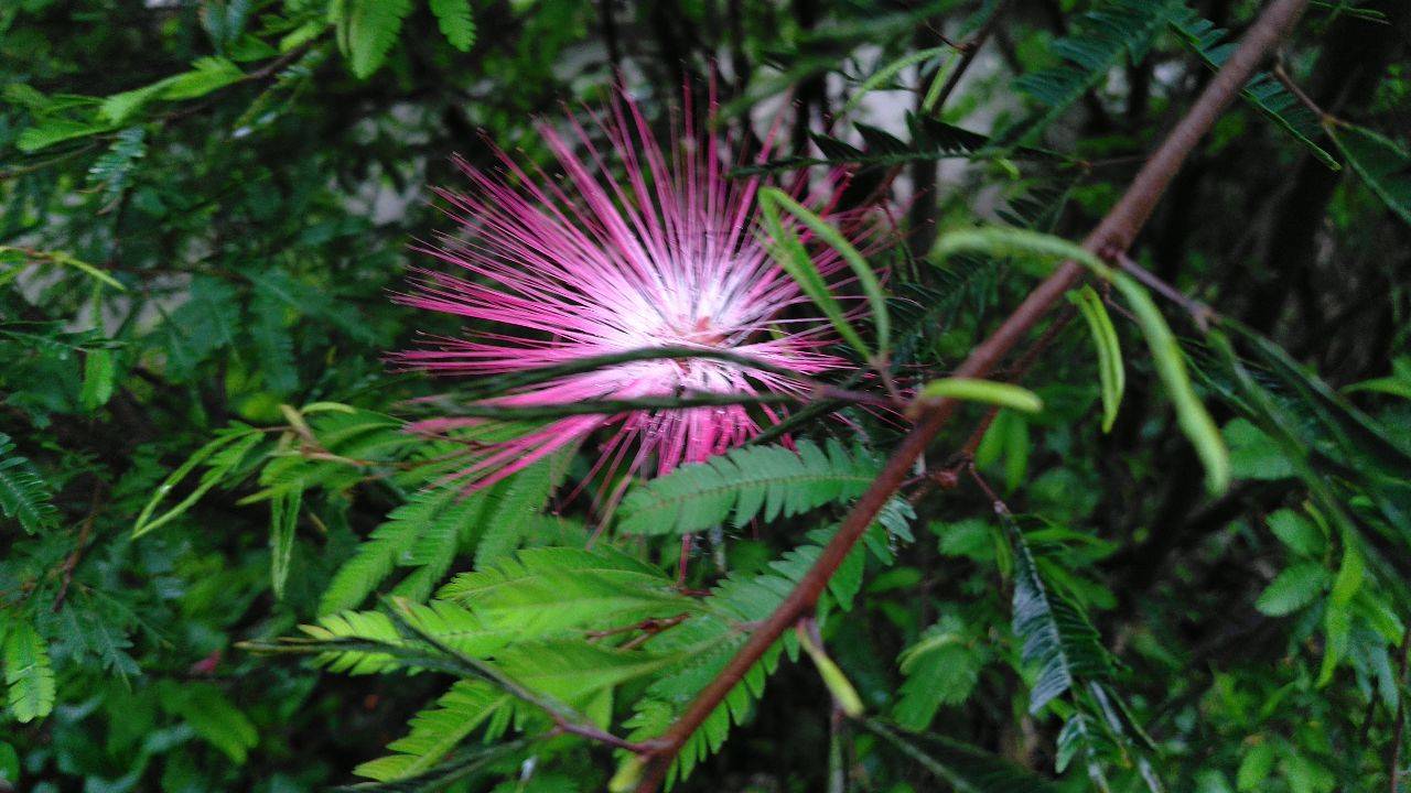 見(jiàn)過(guò)合歡樹(shù)開(kāi)花嗎？ 合歡樹(shù)花