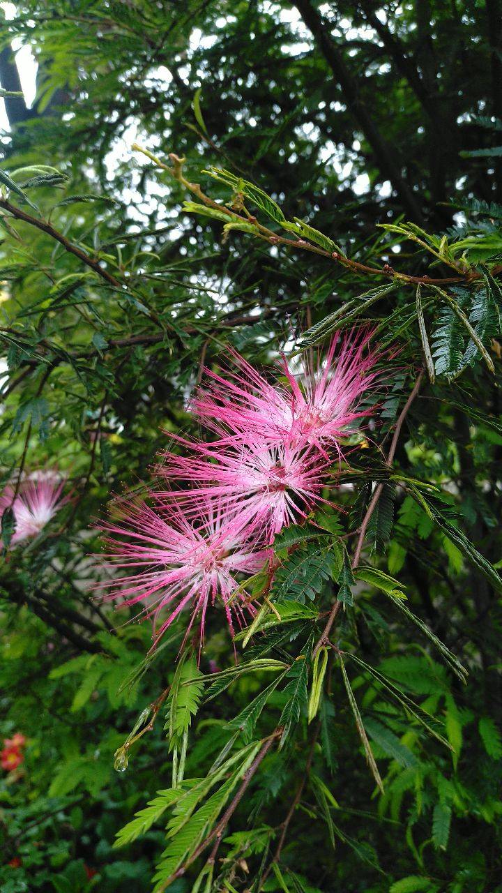 見(jiàn)過(guò)合歡樹(shù)開(kāi)花嗎？ 合歡樹(shù)花