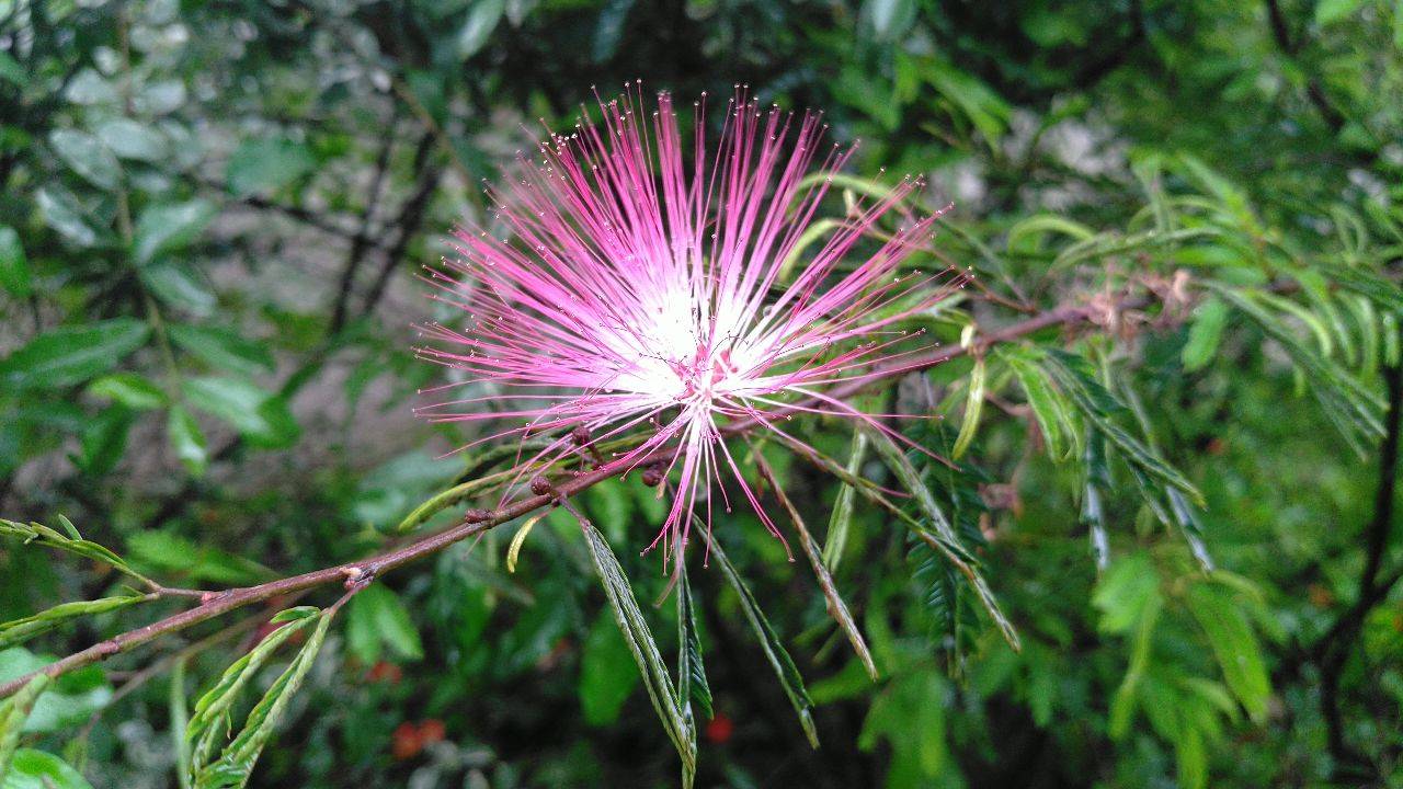 見(jiàn)過(guò)合歡樹(shù)開(kāi)花嗎？ 合歡樹(shù)花