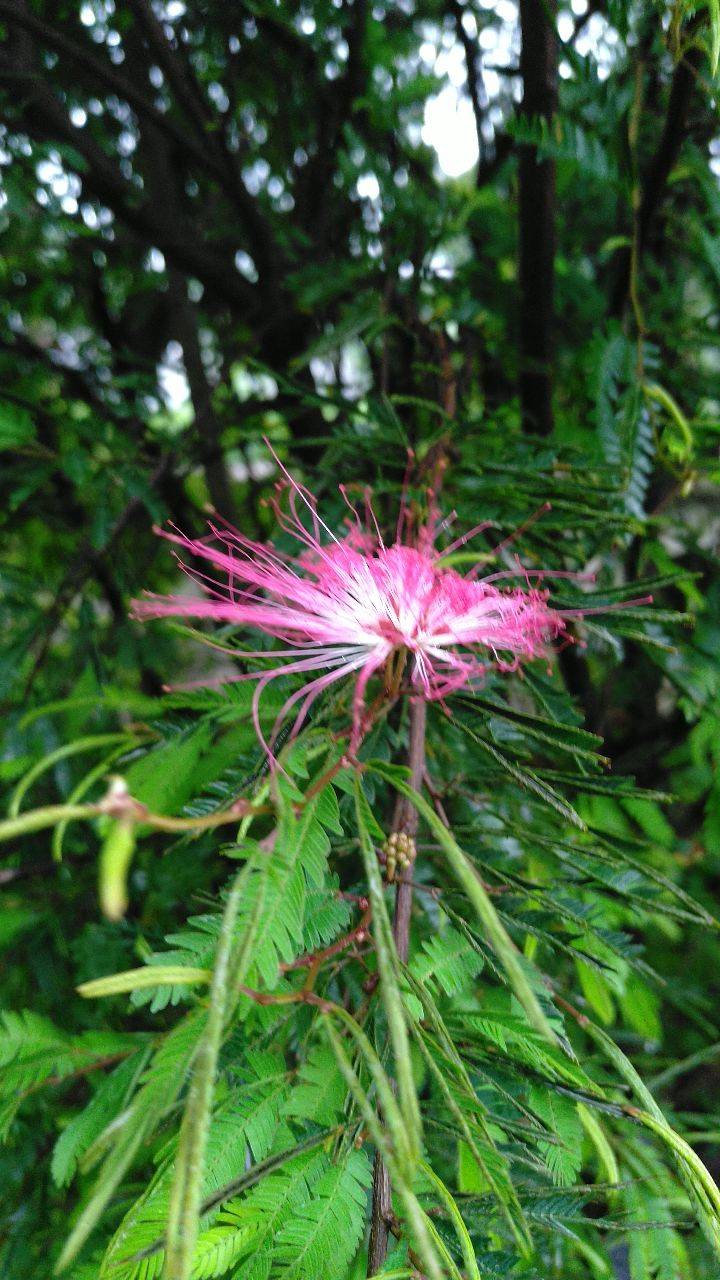 見(jiàn)過(guò)合歡樹(shù)開(kāi)花嗎？ 合歡樹(shù)花