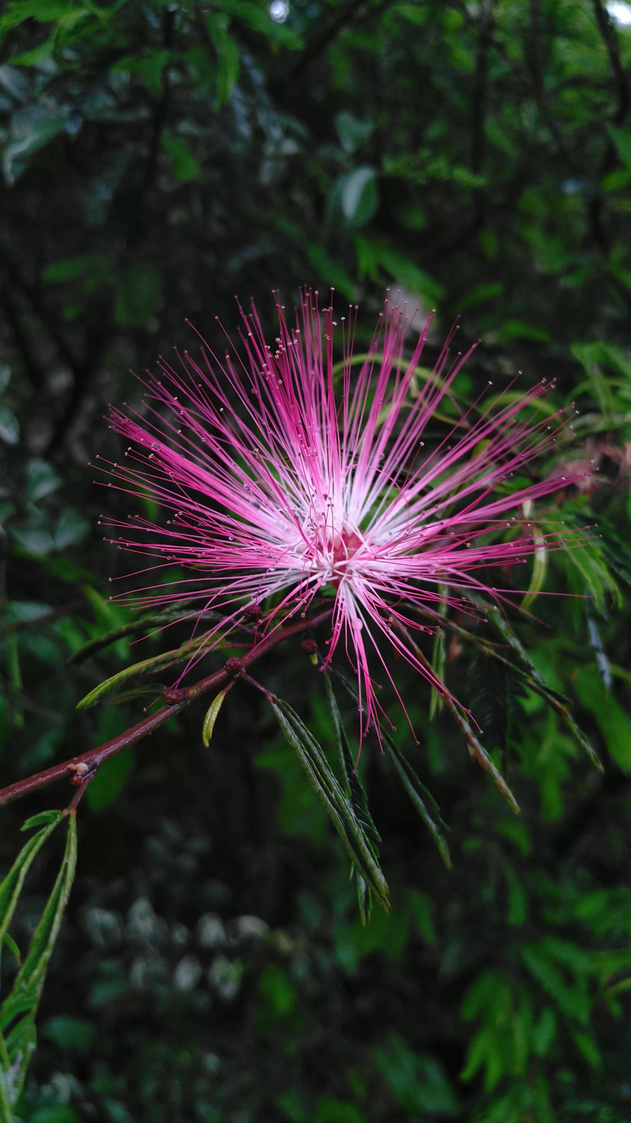 見(jiàn)過(guò)合歡樹(shù)開(kāi)花嗎？ 合歡樹(shù)花