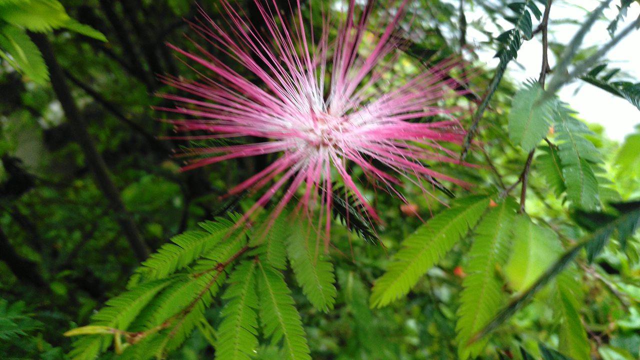 見(jiàn)過(guò)合歡樹(shù)開(kāi)花嗎？ 合歡樹(shù)花