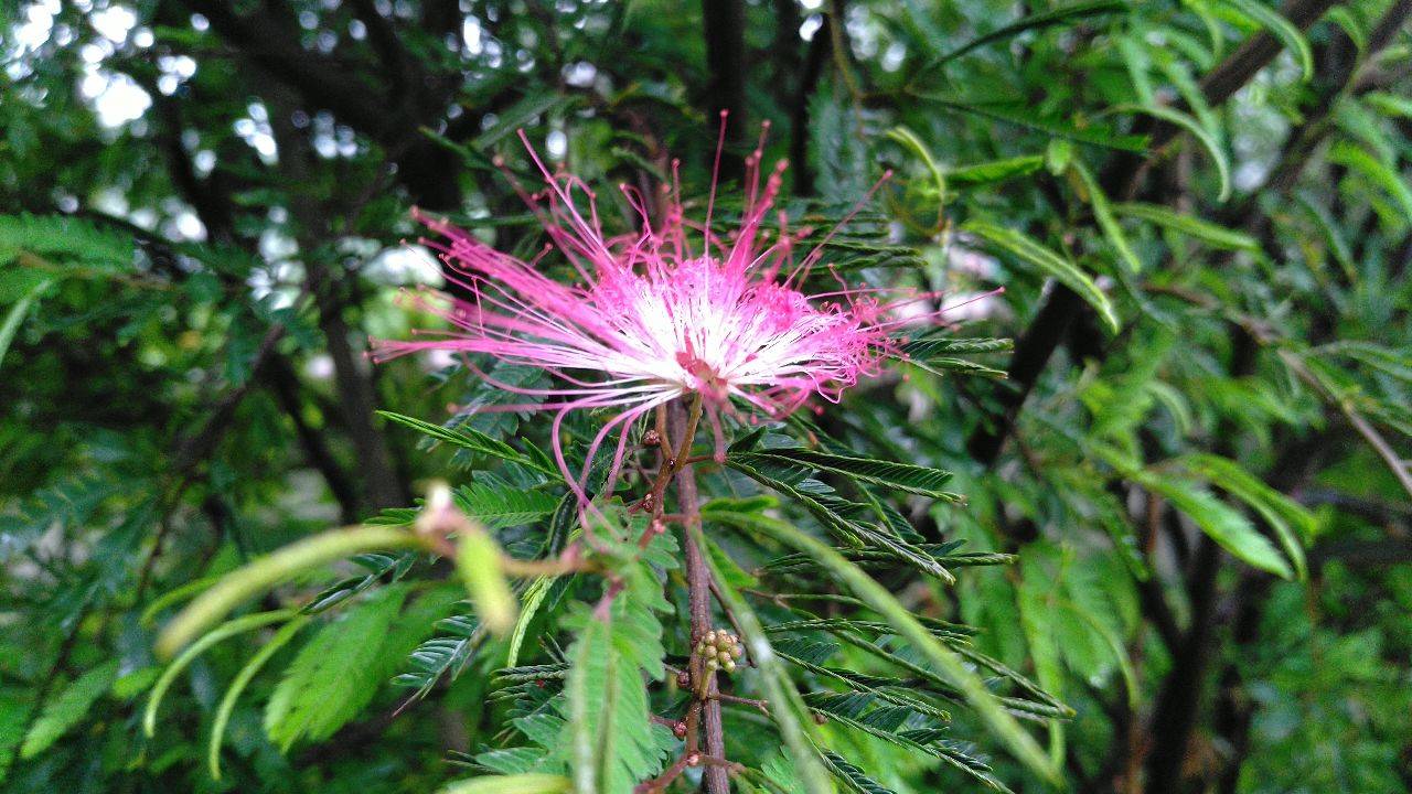 見(jiàn)過(guò)合歡樹(shù)開(kāi)花嗎？ 合歡樹(shù)花