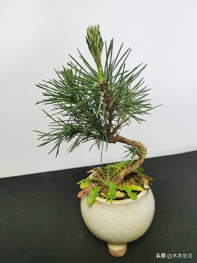 适合家里养的木本植物有哪些 木本植物有哪些