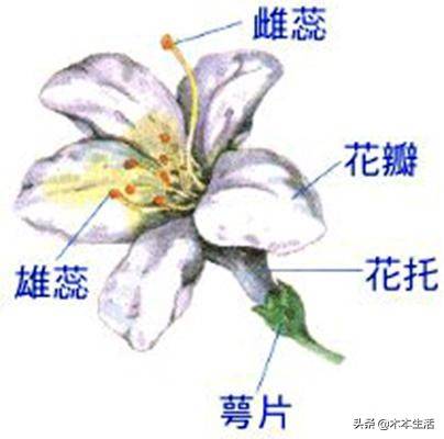 适合家里养的木本植物有哪些 木本植物有哪些