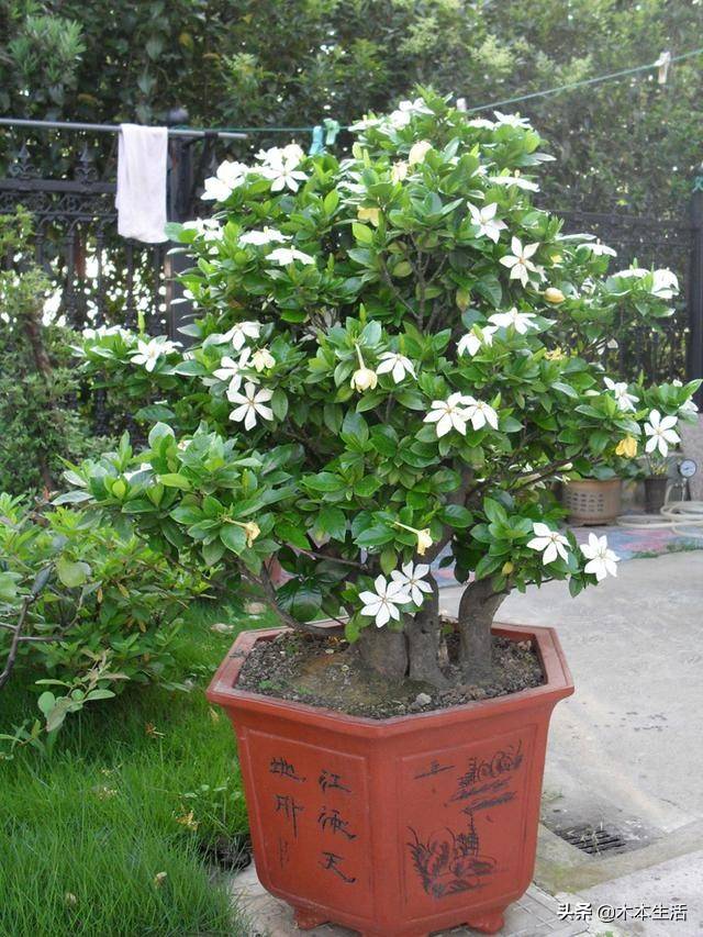 适合家里养的木本植物有哪些 木本植物有哪些
