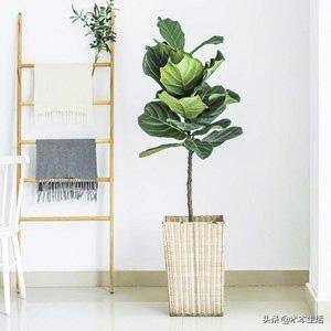 适合家里养的木本植物有哪些 木本植物有哪些
