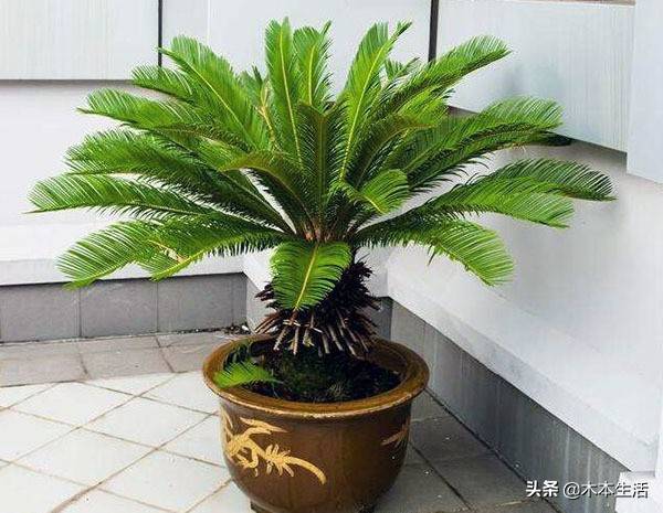 适合家里养的木本植物有哪些 木本植物有哪些
