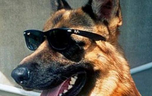 是世界上最值钱的宠物 牧羊犬冈瑟四世身家25亿人民币