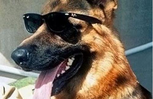 是世界上最值钱的宠物 牧羊犬冈瑟四世身家25亿人民币