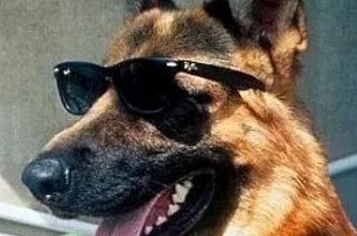 是世界上最值钱的宠物 牧羊犬冈瑟四世身家25亿人民币