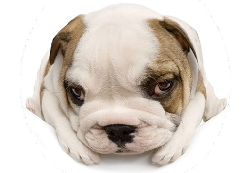 狂犬病疫苗怎么打 潜伏期最长是多久