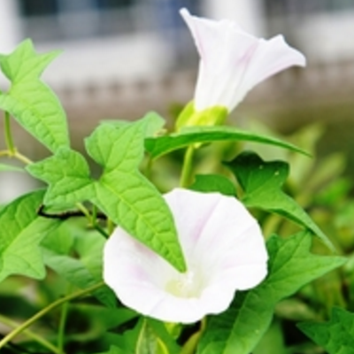 打碗花的药用价值 是牵牛花吗