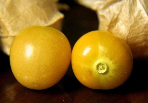 菇茑要洗吗 吃多了会怎么样