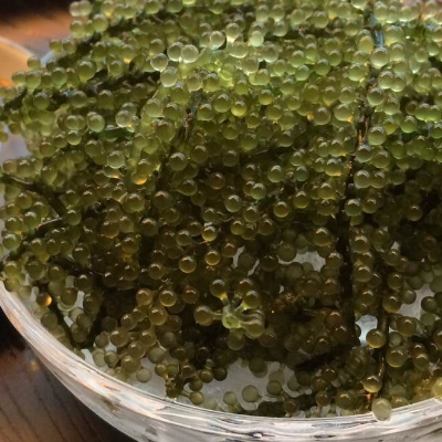 海葡萄哪里有卖 价格是多少