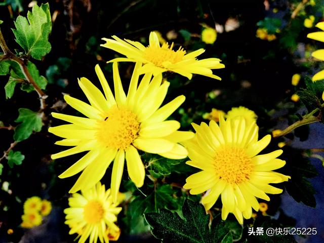 儿时农村给你印象最深刻的玩具是什么?