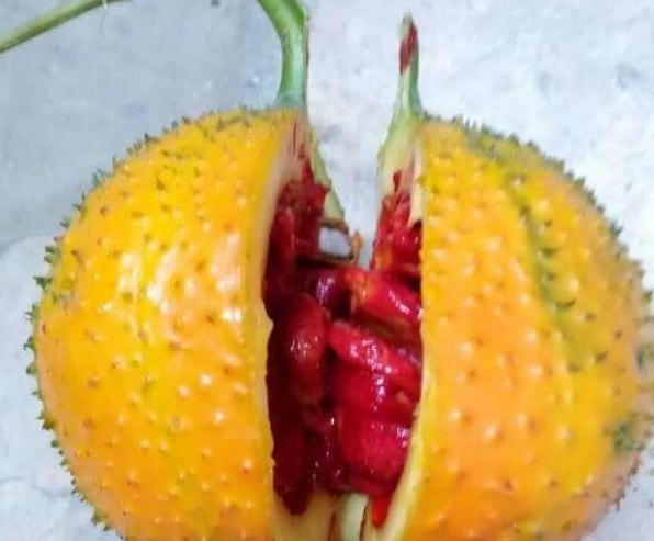 木鳖子的功效与作用 可以吃吗