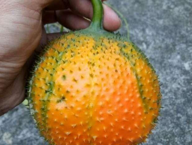 木鳖子的功效与作用 可以吃吗