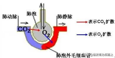 肺与外界气体交换的原理是什么？
