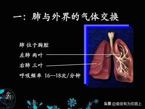 肺与外界气体交换的原理是什么？