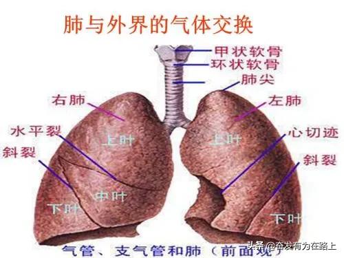 肺与外界气体交换的原理是什么？