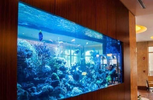 鱼缸的水浑浊怎么变清？养鱼加盐加多了有什么后果？