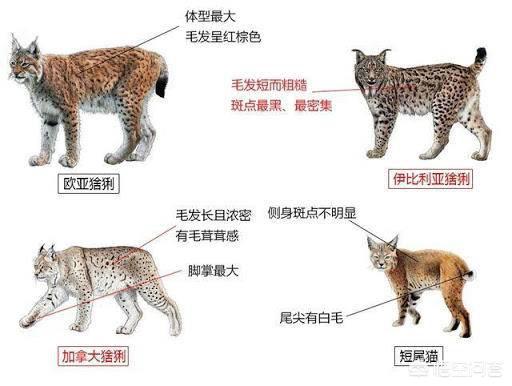 三只成年猞猁，可以打得过一只成年大藏獒吗？为什么？