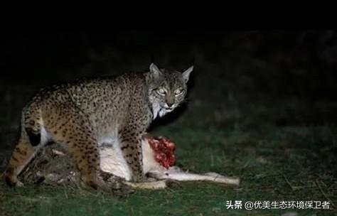 三只成年猞猁，可以打得过一只成年大藏獒吗？为什么？