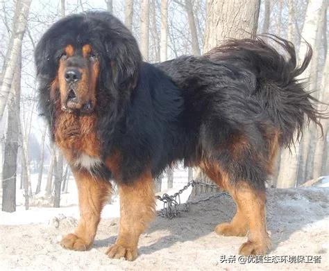 三只成年猞猁，可以打得过一只成年大藏獒吗？为什么？