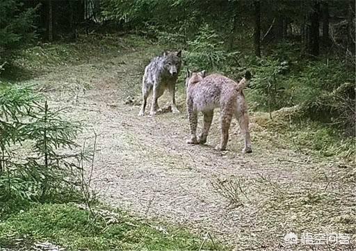 三只成年猞猁，可以打得过一只成年大藏獒吗？为什么？
