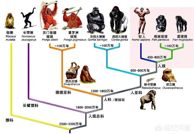 人类停止进化了吗?还是进化已缓慢到我们无法注意到的程度了?