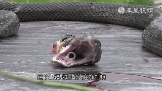 为什么杀死毒蛇后一定要埋掉蛇头？