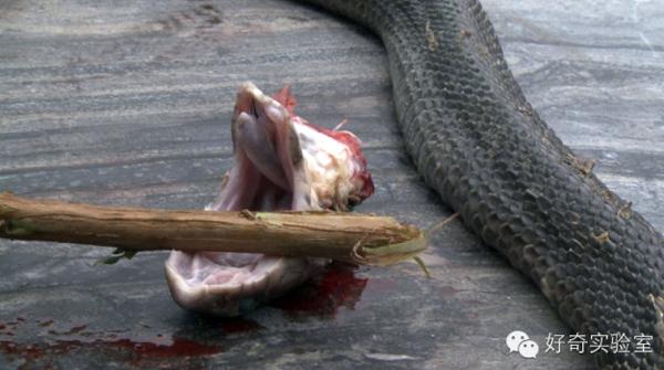 为什么杀死毒蛇后一定要埋掉蛇头？