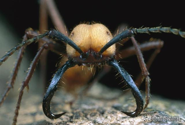 如果出现了专门捕食人类的生物，那该生物应该有什么特性？
