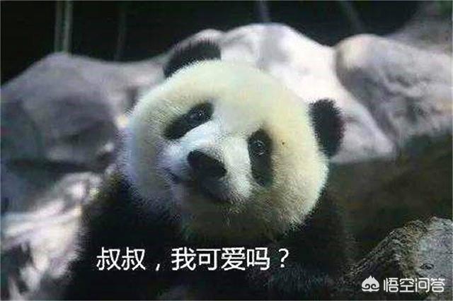 熊猫在被人类收编以前是怎么躲过野兽的攻击并生存下来的，它有什么必杀技吗？