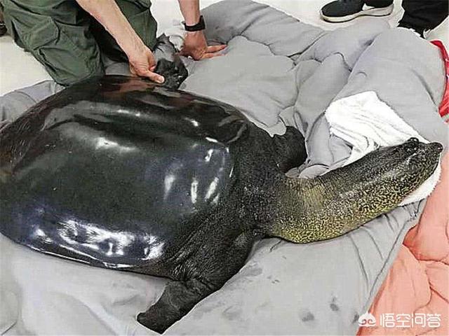 如果地球上只剩下一男一女,你认为人口会不会恢复,为什么?