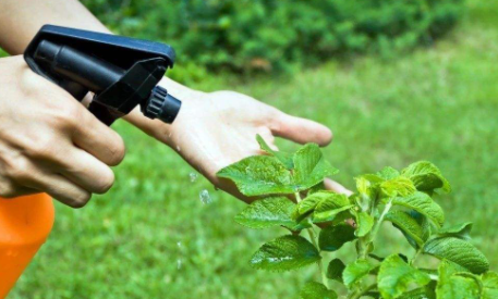 敌敌畏不能打哪些植物 敌敌畏烧叶子怎么解药害
