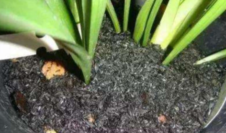 敌敌畏不能打哪些植物 敌敌畏烧叶子怎么解药害