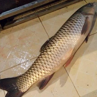 脆肉鯇是草魚嗎 和草魚有什么區別
