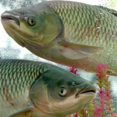 脆肉鯇是草魚嗎 和草魚有什么區別