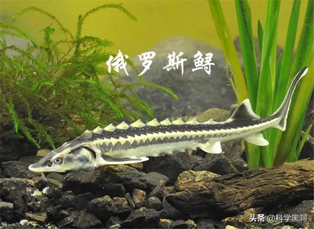 跨越亿年的杂交，科学家意外创造出不应该存在的生物！你怎么看？