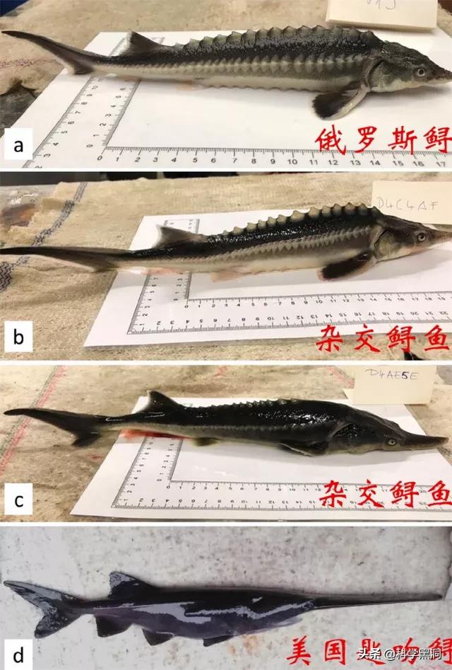 跨越亿年的杂交，科学家意外创造出不应该存在的生物！你怎么看？