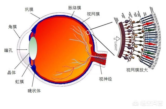 死人的眼睛里真的存留死之前的影像吗?法医尸检时候看死者双眼目的是什么?