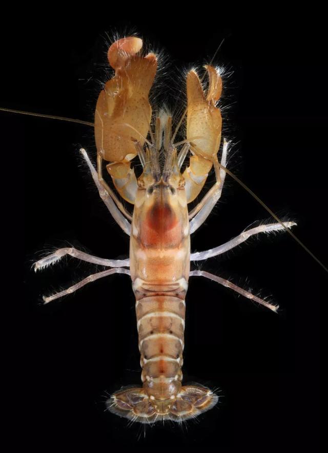 能发射高温激波炮，连潜艇都害怕的生物，到底有多厉害？